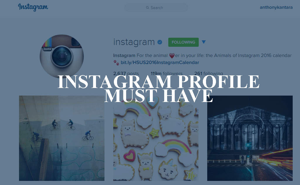 5 Things You Need in Your Instagram Profile — Shall We Social